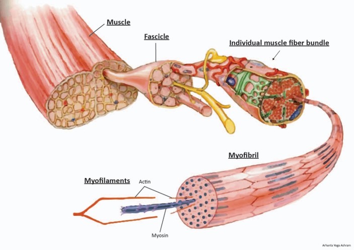 Myofascia Muscle strength & flexibility - Yoga & Fascia