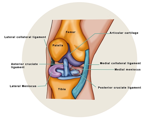 anatomy-of-the-knee