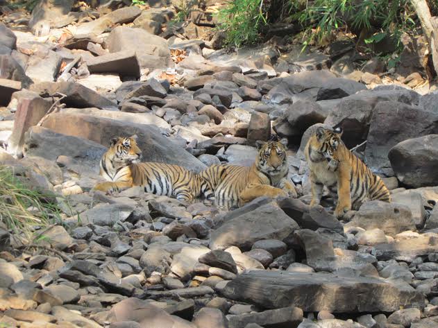 Panna National Park Panna National Park
