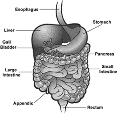 Digestive System Digestive System