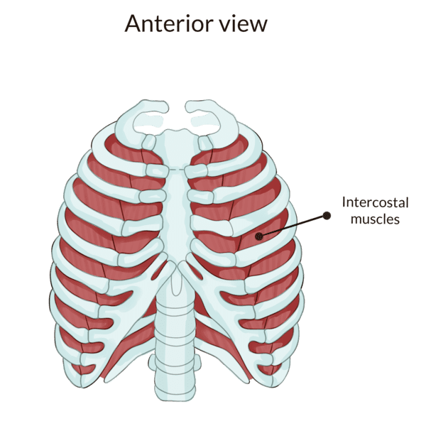 Thoracic spine