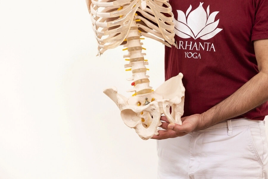 Yoga Anatomy and Physiology Yoga Anatomy and Physiology