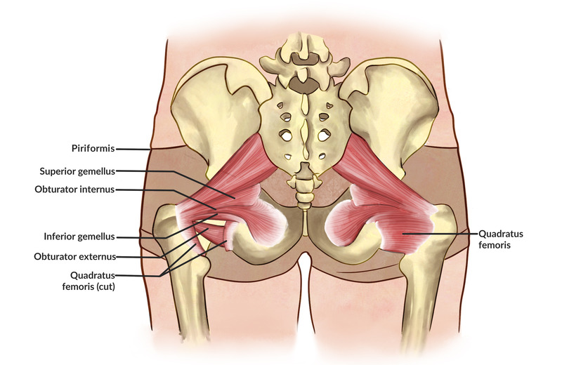 Anatomy of Hip Opening stretches