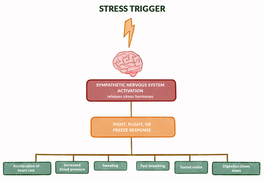 Stress Affect the Body Stress Affect the Body