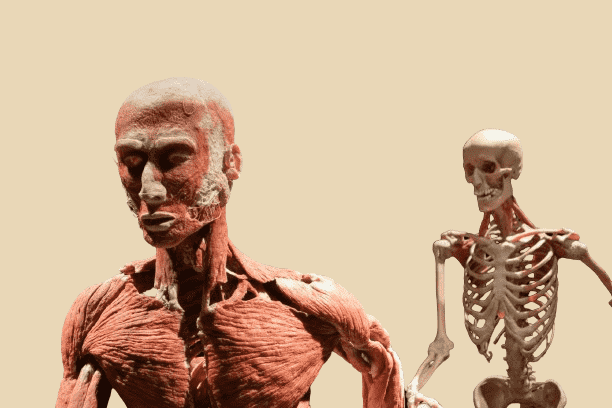 Yoga Anatomy