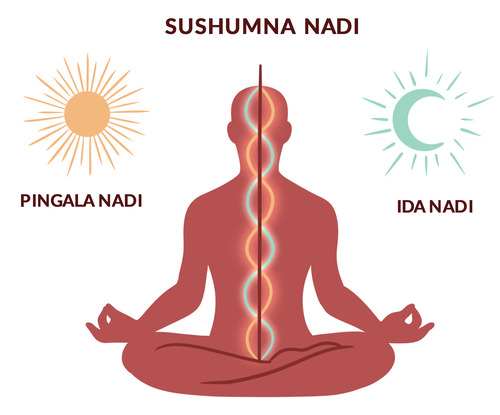 Three Nadis—Ida, Pingala, and Sushumna—in the (subtle) energy body.