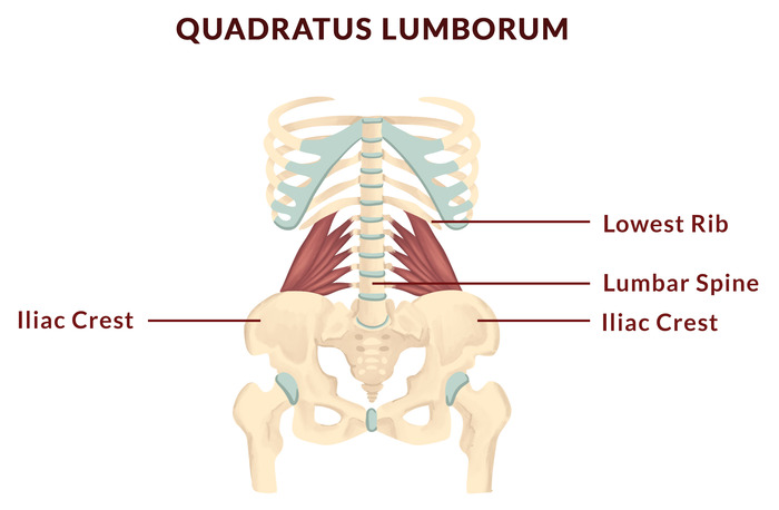 Pelvis anatomy - Quadratus Lumborum Pelvis anatomy - Quadratus Lumborum