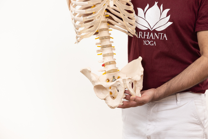 A yoga instructor shows the pelvis of an anatomical skeleton model A yoga instructor shows the pelvis of an anatomical skeleton model