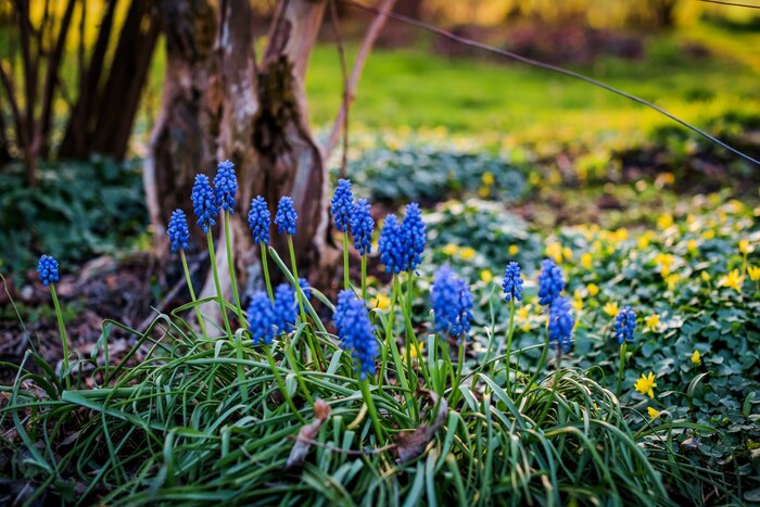 Bright blue Hyacinth flower blooming in spring at Arhanta Yoga Ashram