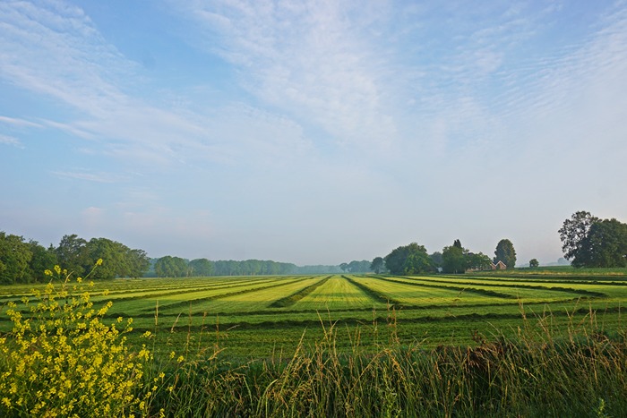 Peaceful countryside summer view surrounding Arhanta Yoga Ashram under a bright sunny sky